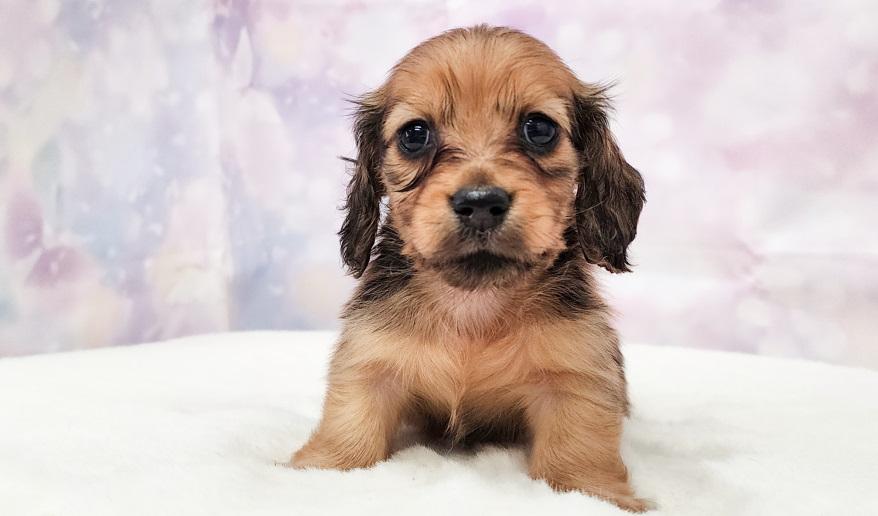 RAMA ラマの子Ｓレッド男の子③ シェーデッドレッド男の子