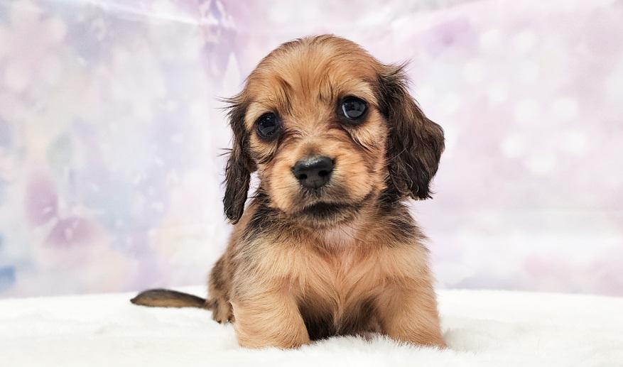 RAMA ラマの子Ｓレッド男の子③ シェーデッドレッド男の子