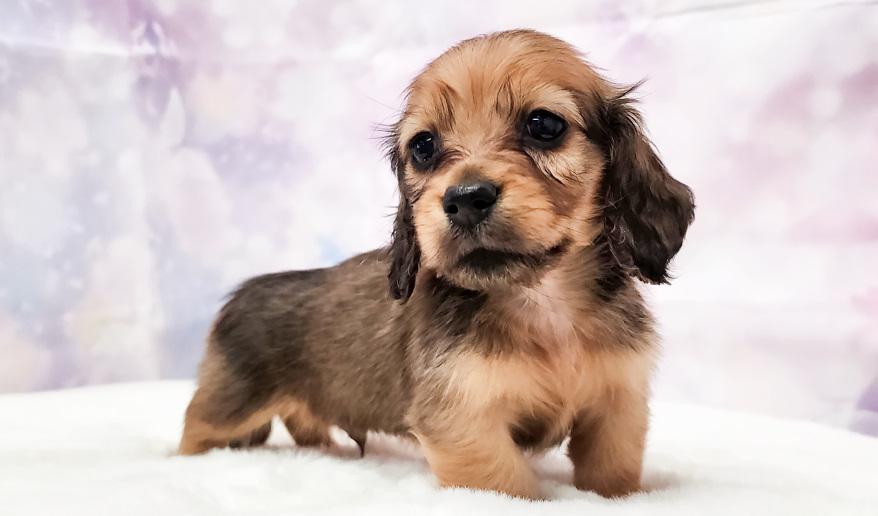 RAMA ラマの子Ｓレッド男の子③ シェーデッドレッド男の子