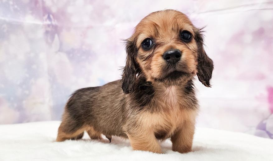 RAMA ラマの子Ｓレッド男の子③ シェーデッドレッド男の子