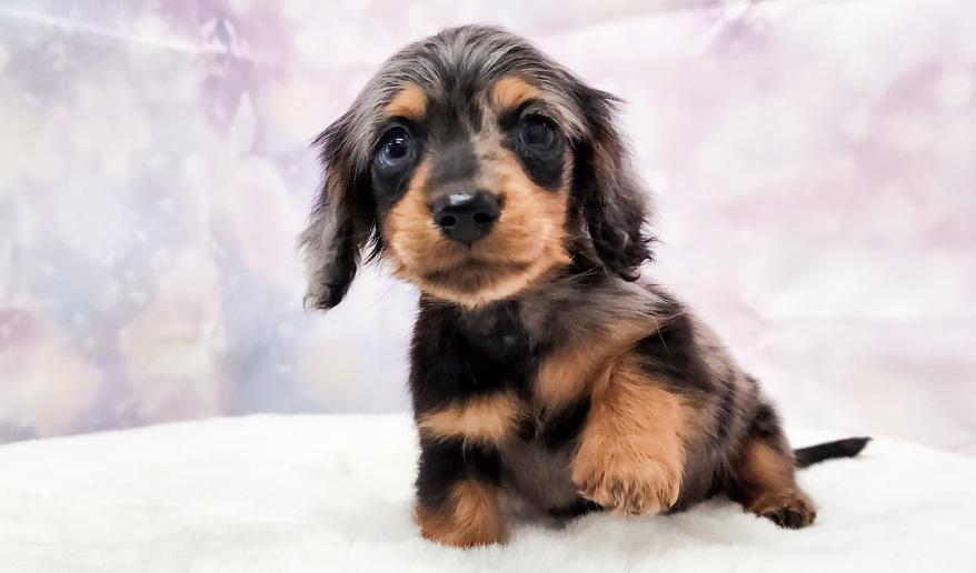 JUJU ジュジュの子 シルバーダップル&タン男の子