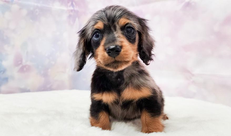 JUJU ジュジュの子 シルバーダップル&タン男の子