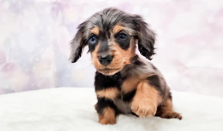 JUJU ジュジュの子 シルバーダップル&タン男の子