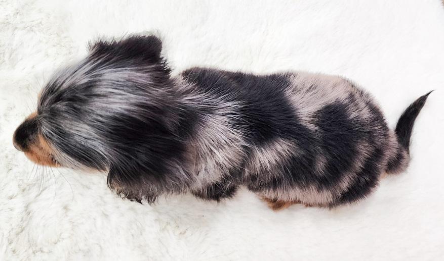 JUJU ジュジュの子 シルバーダップル&タン男の子