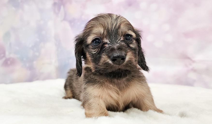 HONEY ハニーの女の子① シェーデッド・イエロー女の子