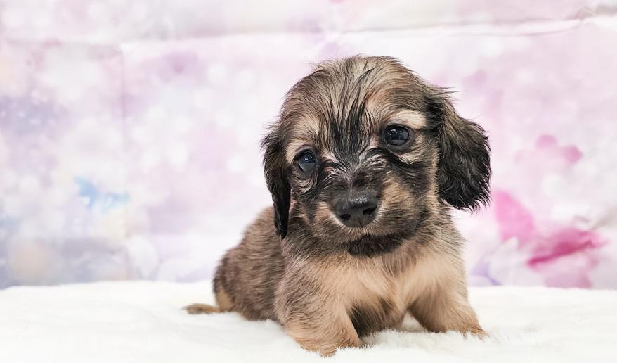 HONEY ハニーの女の子① シェーデッド・イエロー女の子