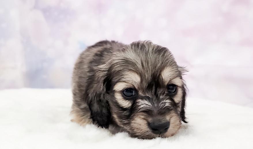 HONEY ハニーの男の子② シェーデッド・イエロー男の子