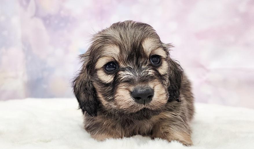 HONEY ハニーの男の子② シェーデッド・イエロー男の子