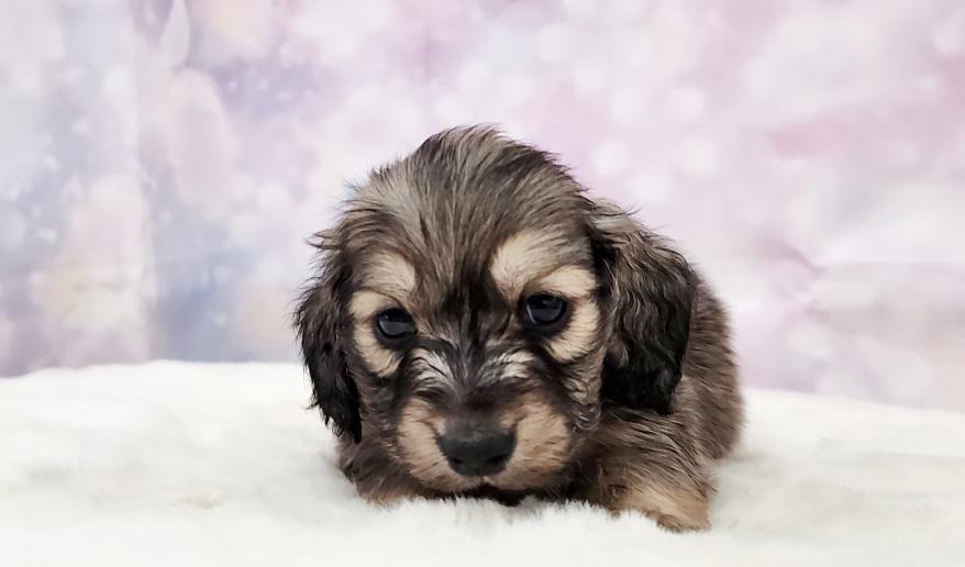 HONEY ハニーの男の子② シェーデッド・イエロー男の子