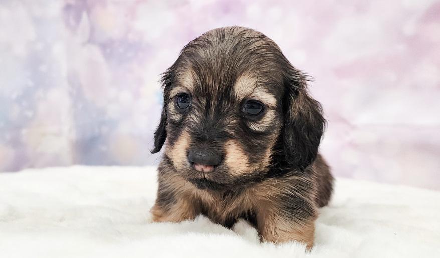 HONEY ハニーの女の子② シェーデッド・イエロー女の子