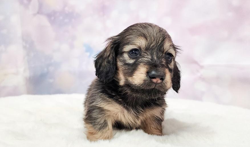 HONEY ハニーの女の子② シェーデッド・イエロー女の子