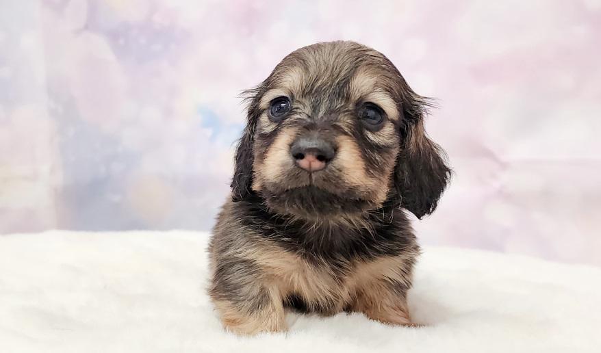 HONEY ハニーの女の子② シェーデッド・イエロー女の子