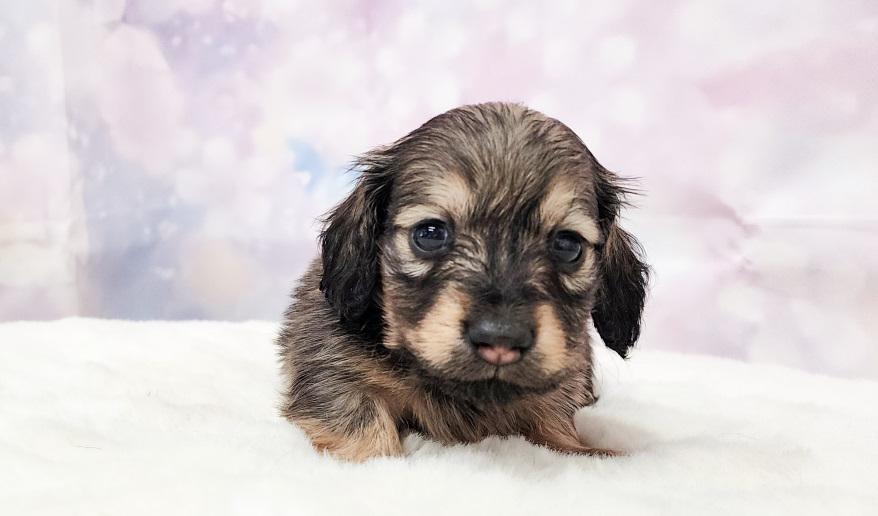 HONEY ハニーの女の子② シェーデッド・イエロー女の子