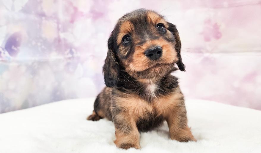 エリミのSR男の子① シェーデッドレッド男の子