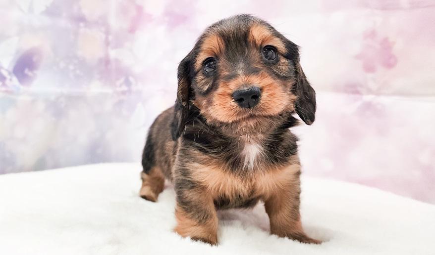 エリミのSR男の子① シェーデッドレッド男の子