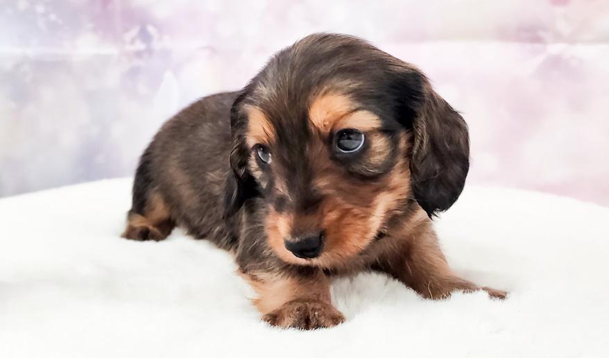 エリミのSR男の子① シェーデッドレッド男の子