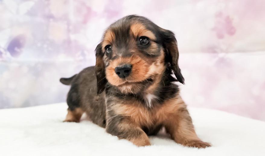 エリミのSR男の子① シェーデッドレッド男の子