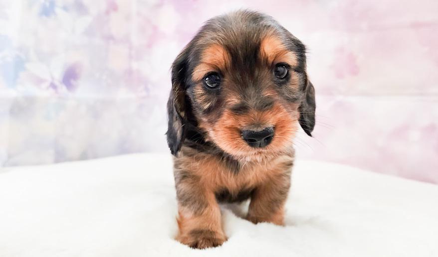 エリミのSR男の子① シェーデッドレッド男の子