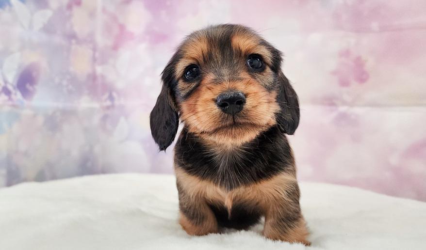 エリミのSR男の子② シェーデッドレッド男の子