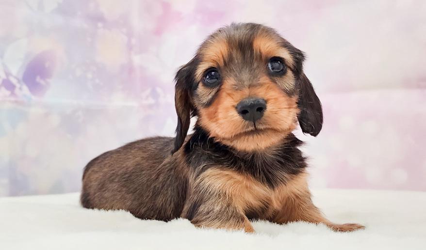 エリミのSR男の子② シェーデッドレッド男の子