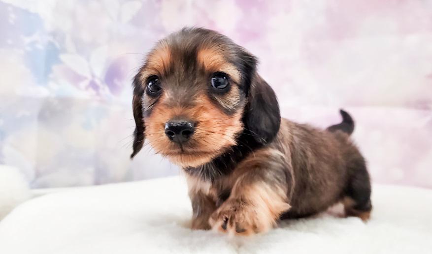 エリミのSR男の子② シェーデッドレッド男の子