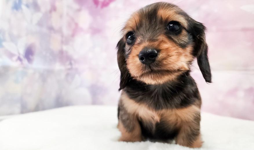 エリミのSR男の子② シェーデッドレッド男の子