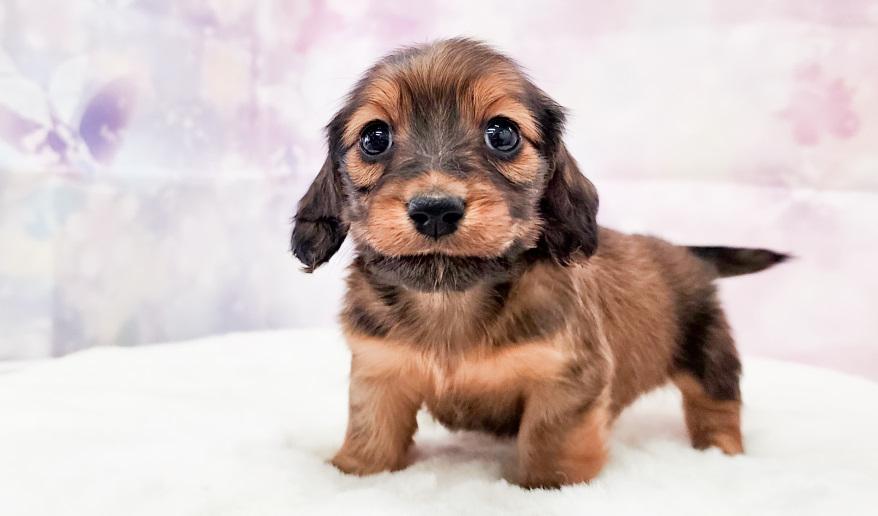 エリミのSR女の子③ シェーデッドレッド女の子