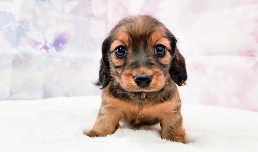 エリミのSR女の子③ シェーデッドレッド女の子