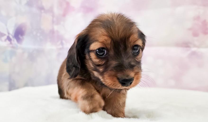 エリミのSR女の子③ シェーデッドレッド女の子