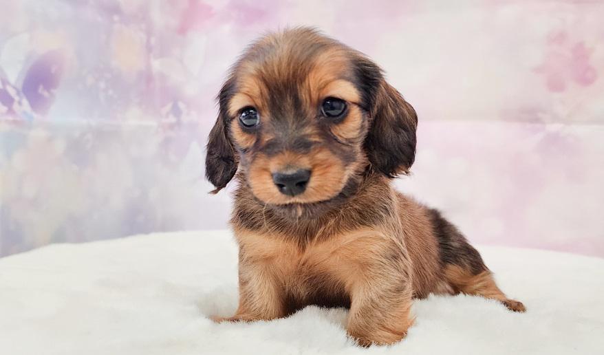 エリミのSR女の子③ シェーデッドレッド女の子