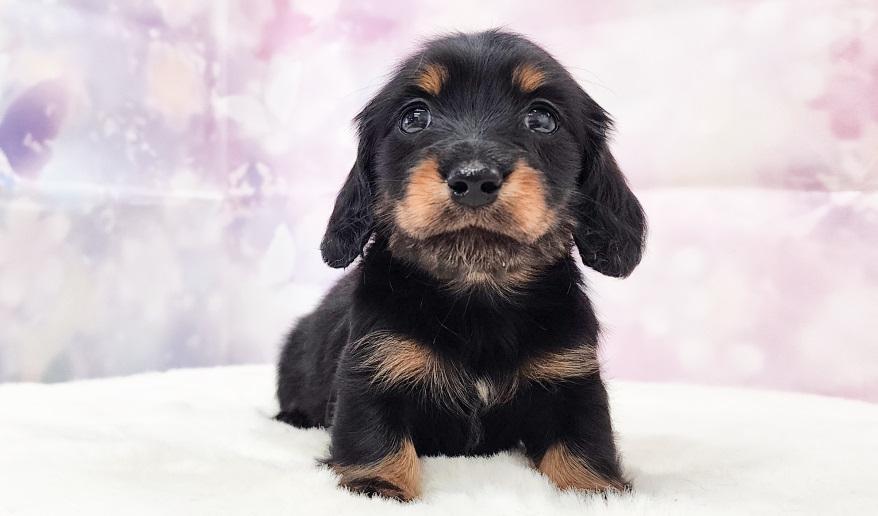 エリミのBT女の子④ ブラック&タン女の子