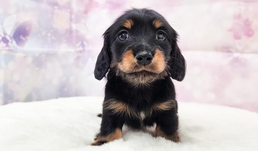 エリミのBT女の子④ ブラック&タン女の子