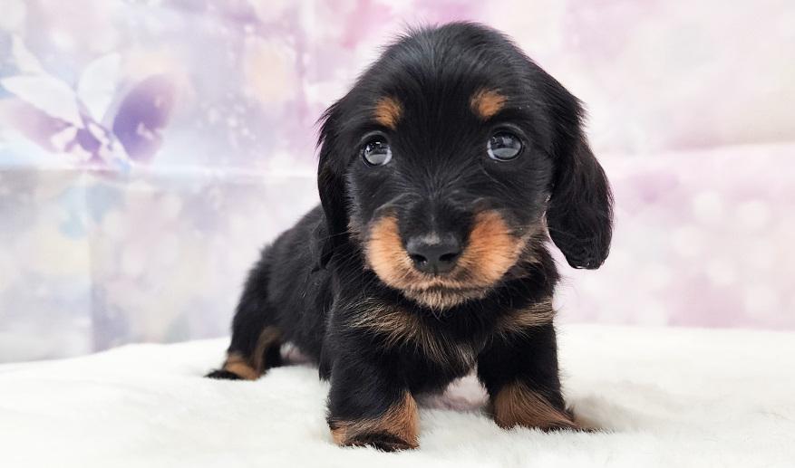 エリミのBT女の子④ ブラック&タン女の子