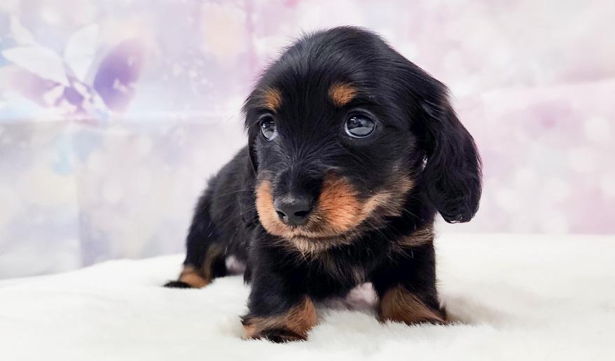 エリミのBT女の子④ ブラック&タン女の子