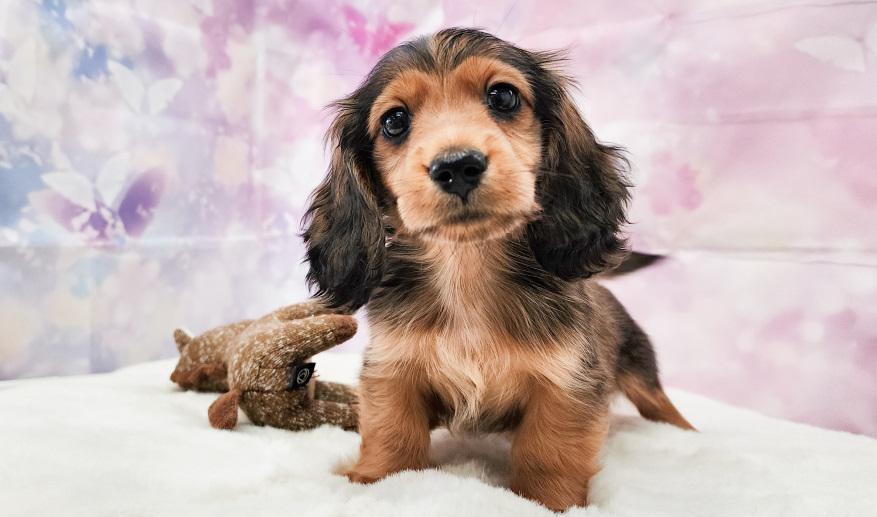 カーテシーのSR男の子① シェーデッドレッド男の子