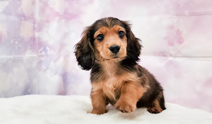 カーテシーのSR男の子① シェーデッドレッド男の子