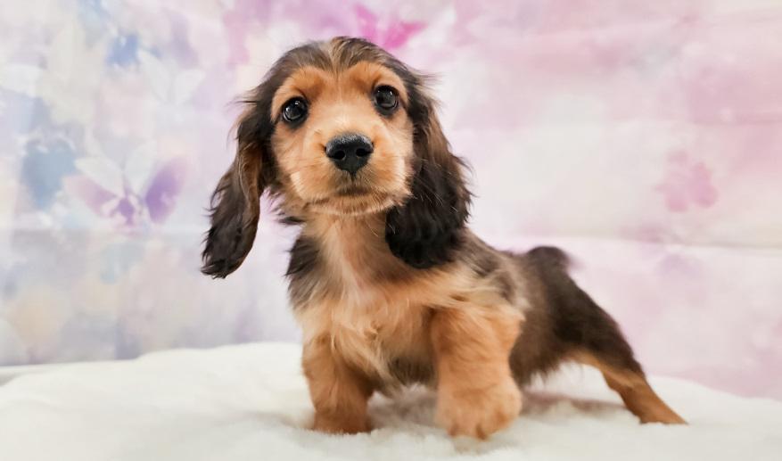 カーテシーのSR男の子① シェーデッドレッド男の子