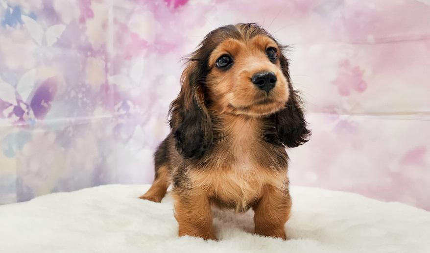 カーテシーのSR男の子① シェーデッドレッド男の子