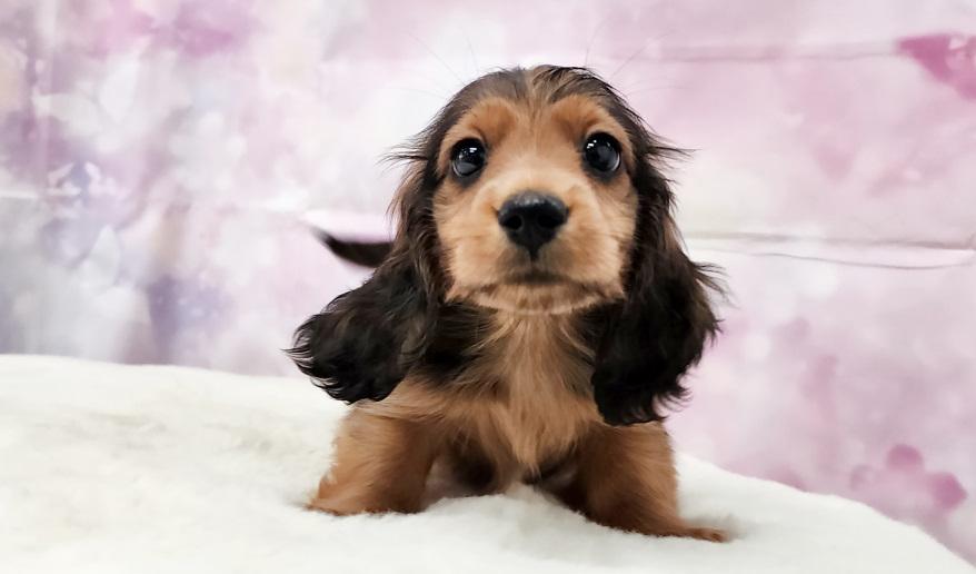 カーテシーのSR男の子① シェーデッドレッド男の子