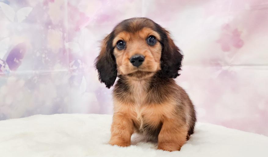 カーテシーのSR男の子② シェーデッドレッド男の子