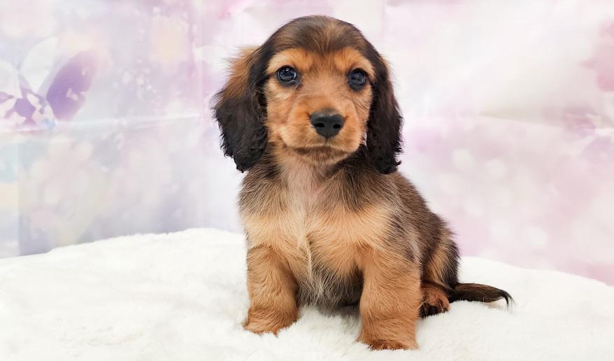 カーテシーのSR男の子② シェーデッドレッド男の子