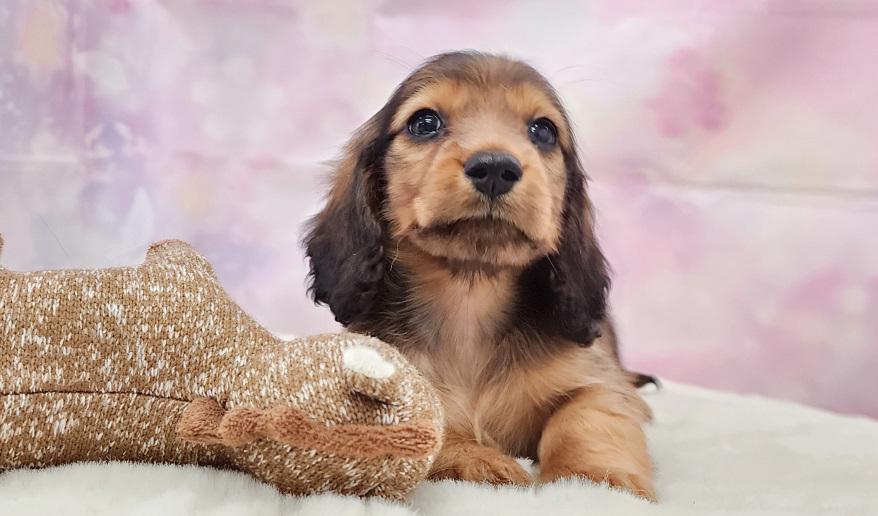 カーテシーのSR男の子② シェーデッドレッド男の子