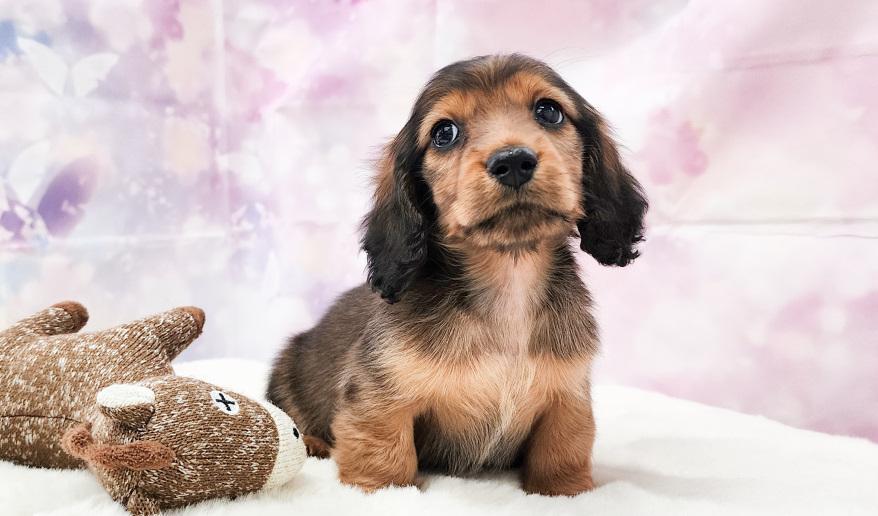 カーテシーのSR男の子② シェーデッドレッド男の子