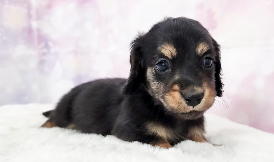 カーテシーのBT男の子③ ブラック&タン男の子