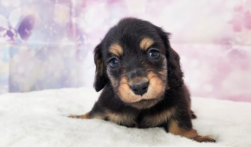 カーテシーのBT男の子③ ブラック&タン男の子