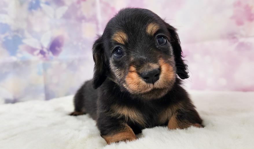 カーテシーのBT男の子③ ブラック&タン男の子