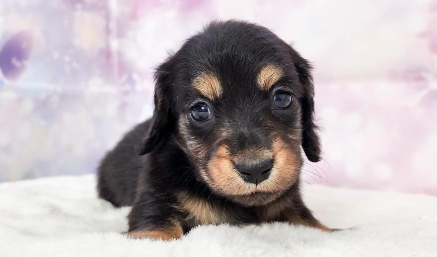 カーテシーのBT男の子③ ブラック&タン男の子