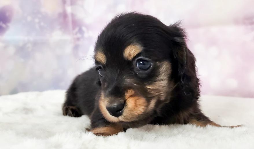 カーテシーのBT男の子③ ブラック&タン男の子