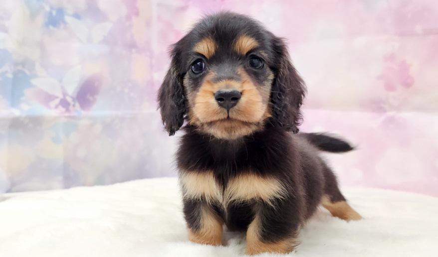 カーテシーのBT男の子④ ブラック&タン男の子