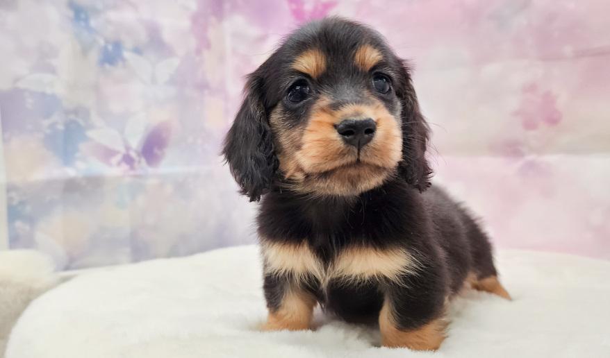 カーテシーのBT男の子④ ブラック&タン男の子